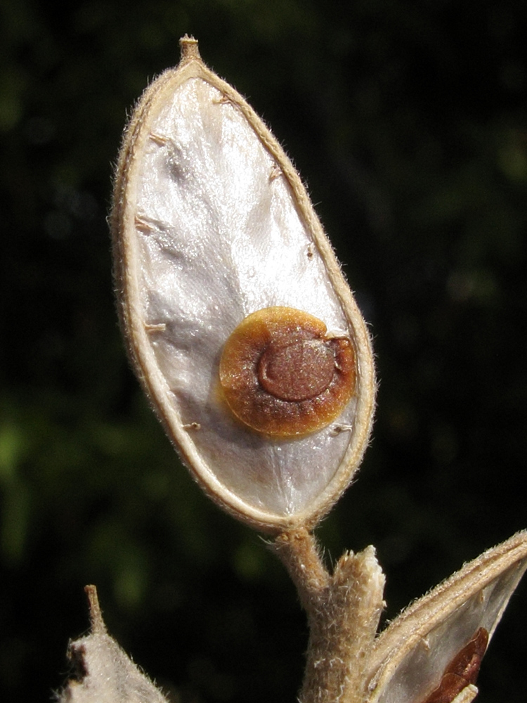 Изображение особи Fibigia eriocarpa.