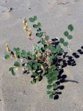 Astragalus chiwensis. Цветущее растение. Узбекистан, Бухарская обл., бугристые пески южнее озера Денгизкуль. 05.06.2009.
