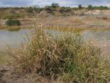 Echinochloa crus-galli