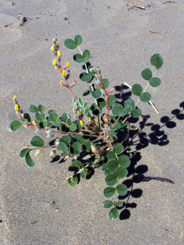 Image of Astragalus chiwensis specimen.