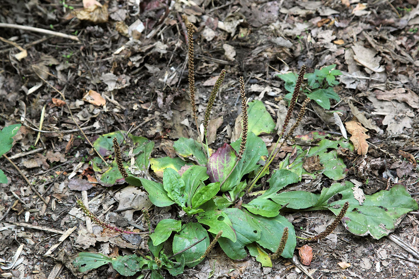 Изображение особи Plantago major.