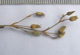 Minuartia oreina