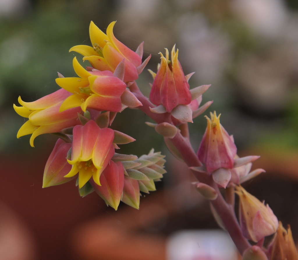 Image of Echeveria pumila var. glauca specimen.