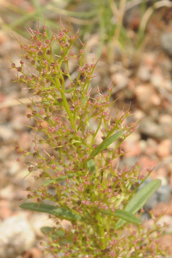 Изображение особи Teloxys aristata.