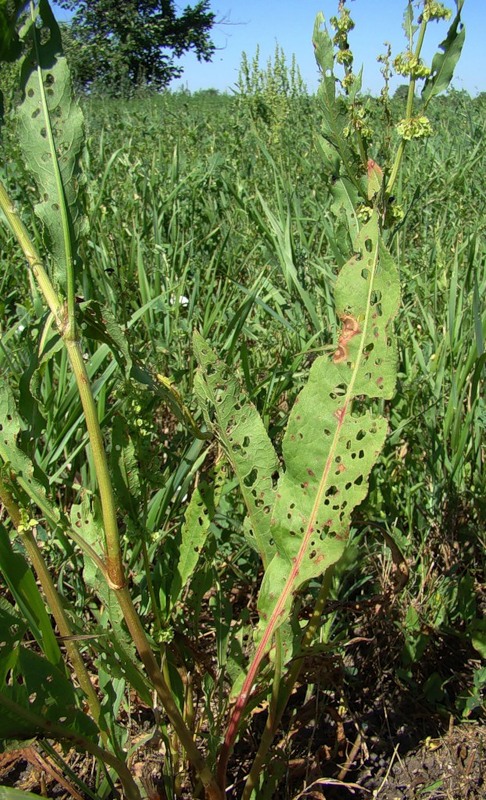 Изображение особи Rumex stenophyllus.