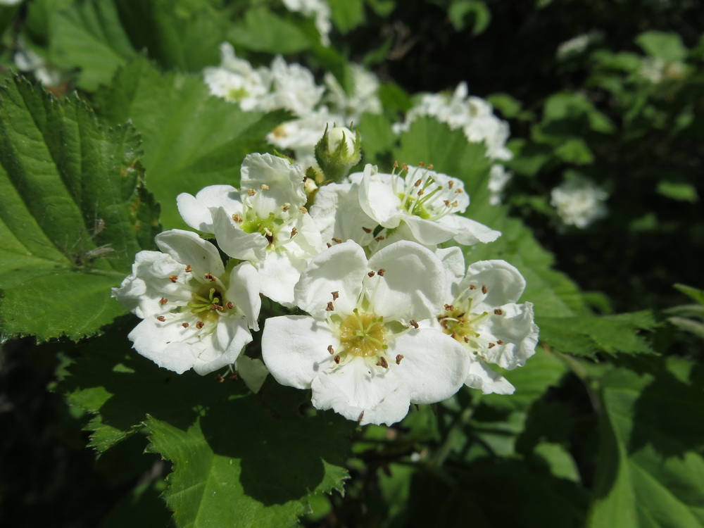 Изображение особи род Crataegus.