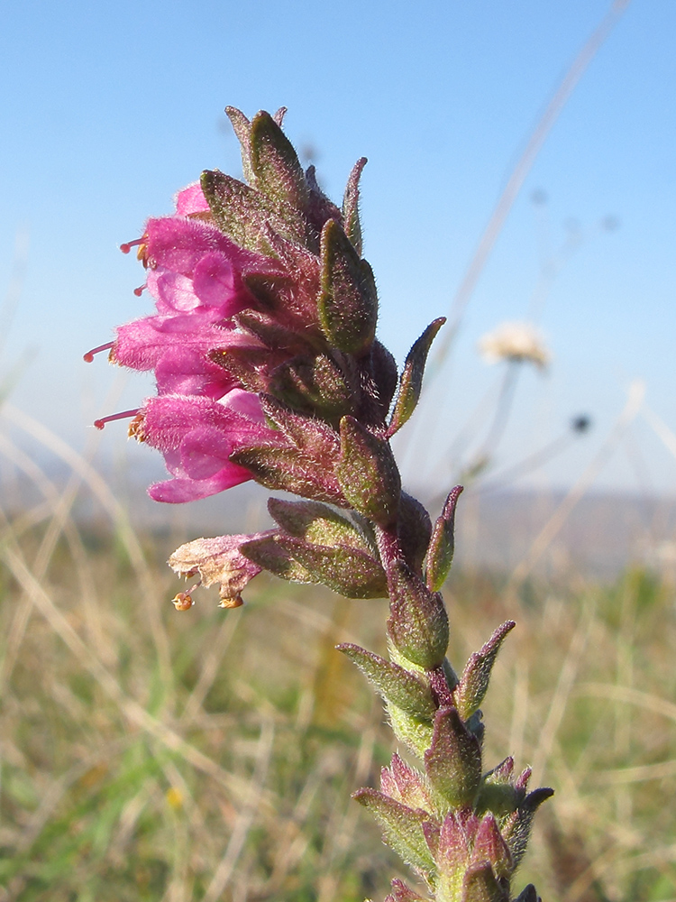 Изображение особи Odontites vulgaris.