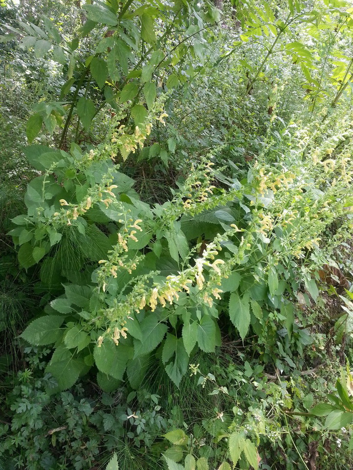 Изображение особи Salvia glutinosa.