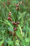 Juncus compressus