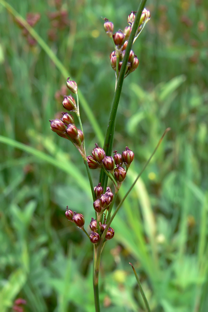 Изображение особи Juncus compressus.