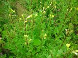 Oenothera rubricaulis