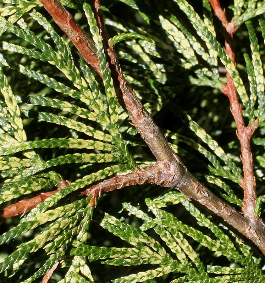 Image of Thuja plicata specimen.