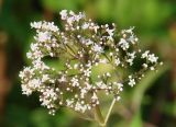 Valeriana officinalis