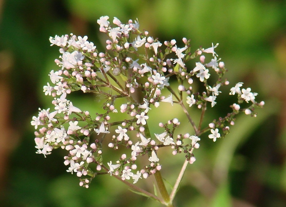 Image of Valeriana officinalis specimen.