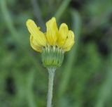 Senecio vernalis