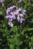 Hesperis steveniana