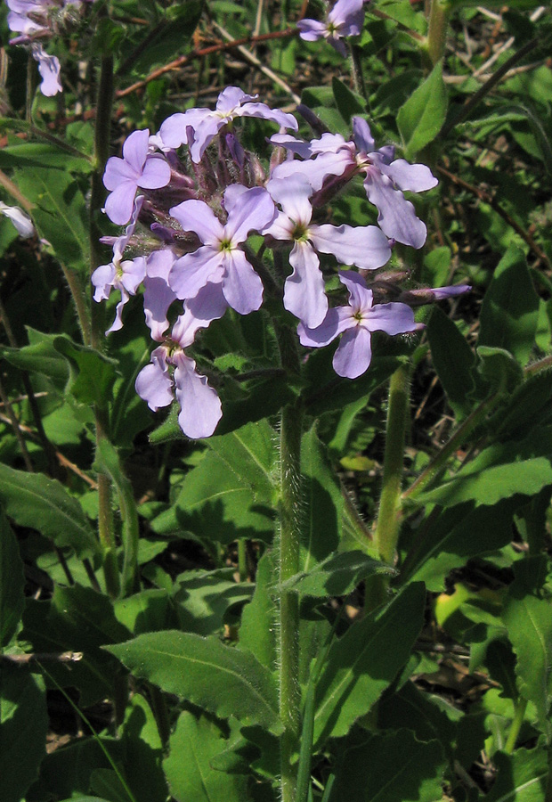 Image of Hesperis steveniana specimen.