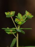 Euphorbia terracina