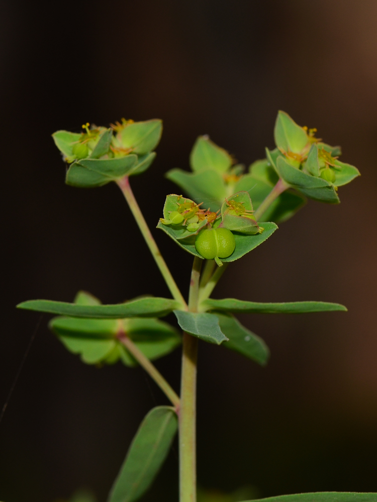 Image of Euphorbia terracina specimen.