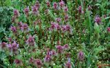 Lamium purpureum