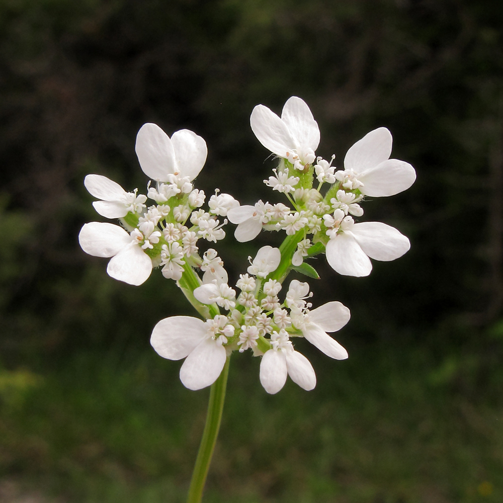 Изображение особи Orlaya daucoides.