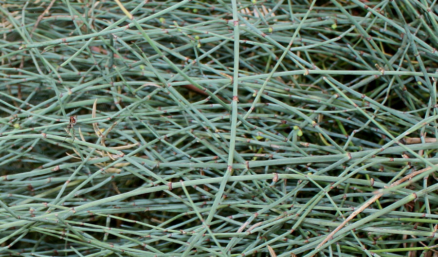 Image of Ephedra gerardiana var. sikkimensis specimen.