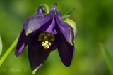 Aquilegia vulgaris. Цветок. Молдова, Кишинев, Ботанический сад АН Молдовы. 07.05.2014.