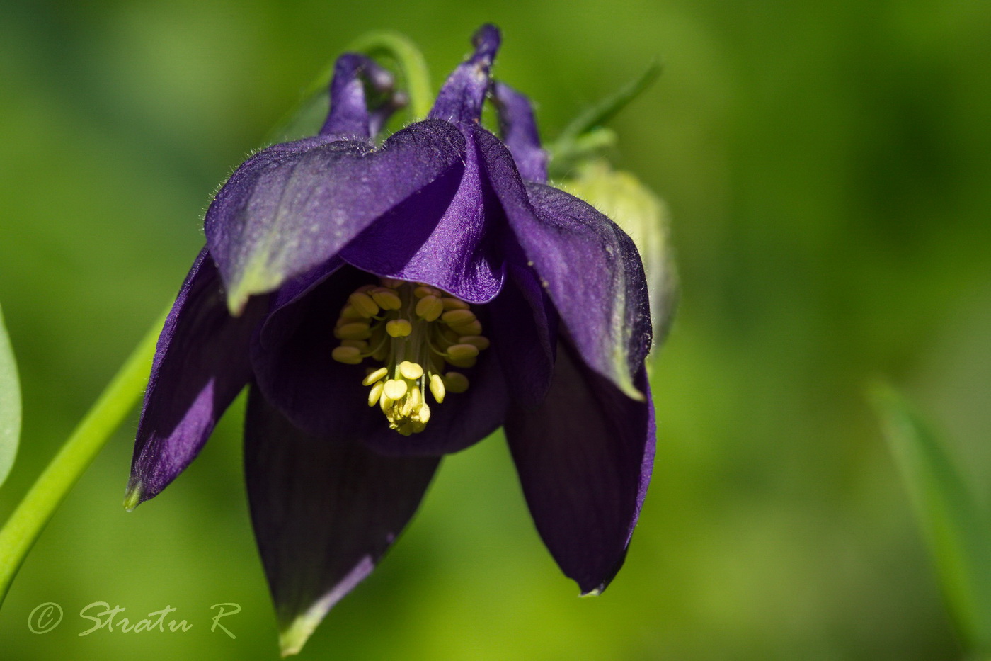 Image of Aquilegia vulgaris specimen.