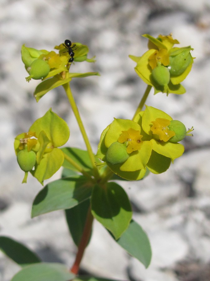 Изображение особи Euphorbia glareosa.