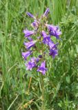 Image of taxon representative. Author is Тамара Риб