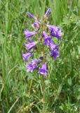 Campanula sibirica