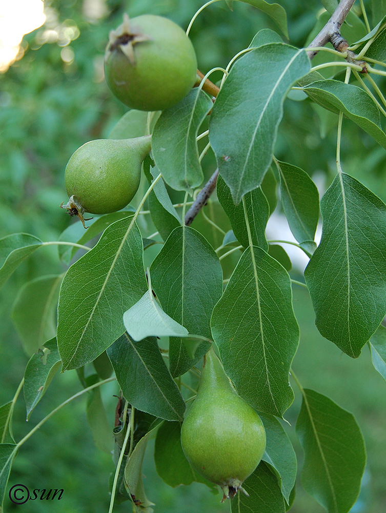 Изображение особи Pyrus communis.