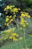 Ferula kirialovii