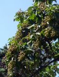 Paulownia tomentosa