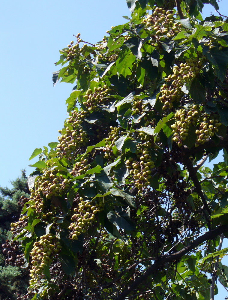 Image of Paulownia tomentosa specimen.