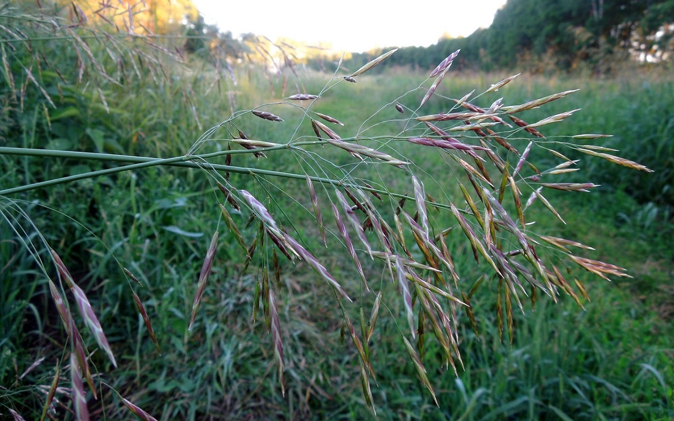 Изображение особи Bromopsis inermis.