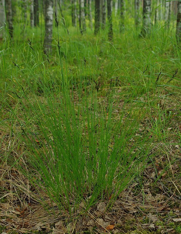 Изображение особи Carex nigra.