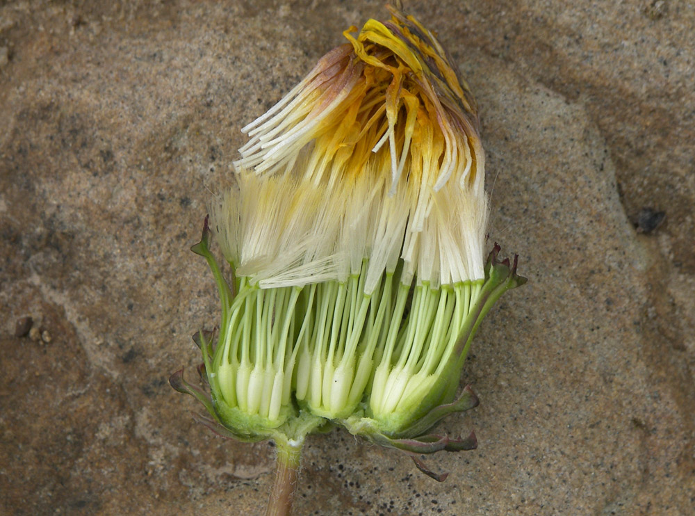 Image of Taraxacum stenocephalum specimen.