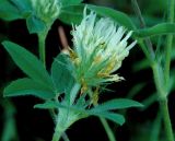 Trifolium caucasicum