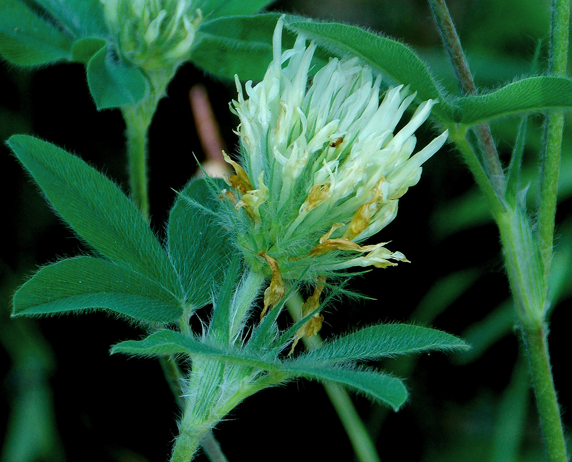 Изображение особи Trifolium caucasicum.