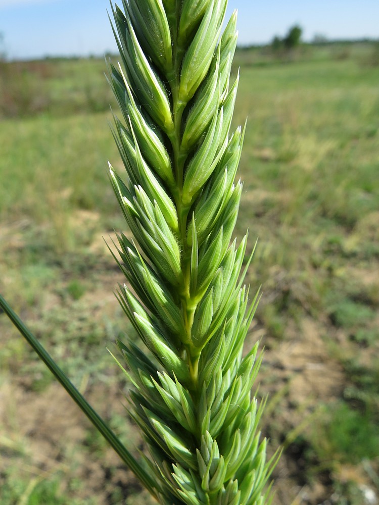 Image of Leymus racemosus ssp. crassinervius specimen.