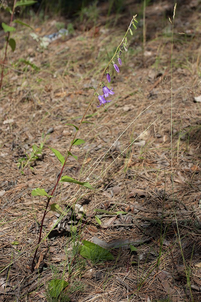 Image of Campanula rapunculoides specimen.