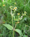 Galinsoga quadriradiata