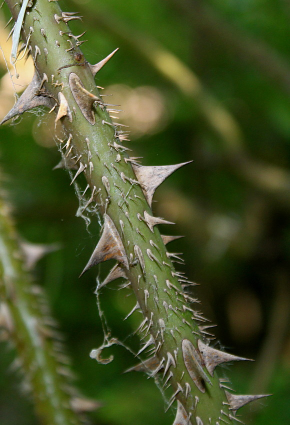 Image of Rosa villosa specimen.
