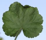 Heuchera cylindrica. Листовая пластинка (нижняя сторона). Германия, г. Дюссельдорф, Ботанический сад университета. 03.06.2014.