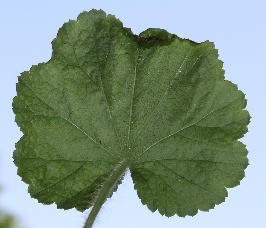 Изображение особи Heuchera cylindrica.