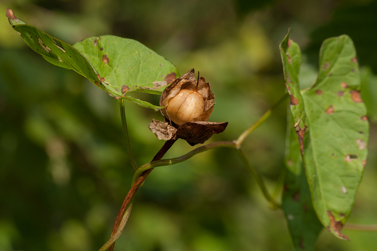 Image of Calystegia sepium specimen.