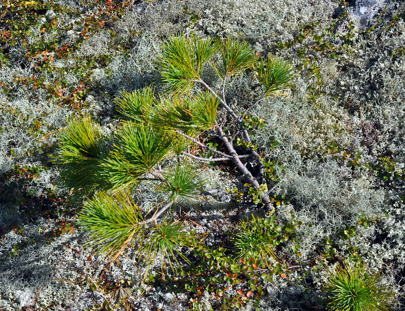 Изображение особи Pinus sibirica.