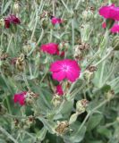 Lychnis coronaria. Верхушка цветущего и плодоносящего растения. Крым, Симферополь, ботсад университета. 17 мая 2009 г.