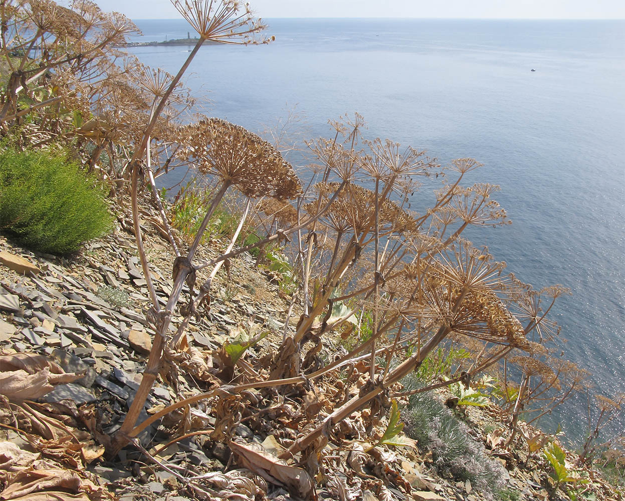 Image of Heracleum stevenii specimen.